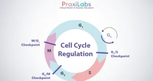 cell cycle regulaion