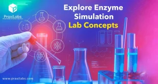 Explore Enzyme Simulation Lab Concepts