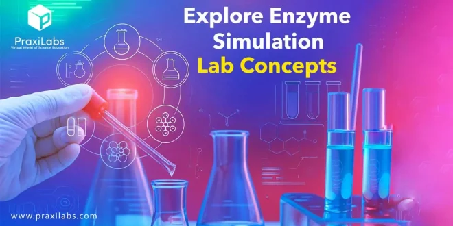 Explore Enzyme Simulation Lab Concepts