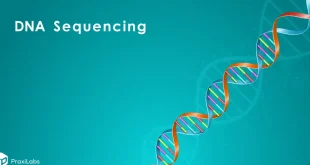 DNA Sequencing: Definition, Importance, Methods, Facts, and More