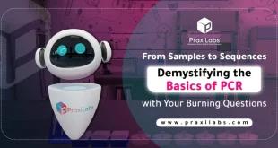 From Samples to Sequences: Demystifying the Basics of PCR with Your Burning Questions
