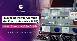 Exploring Polyacrylamide Gel Electrophoresis (PAGE) | Your Essential Q&A Guide