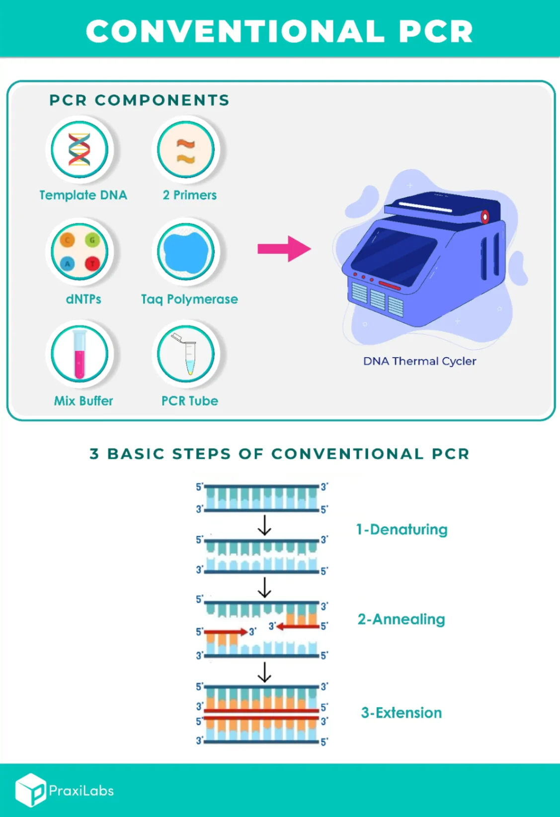 PCR steps and components