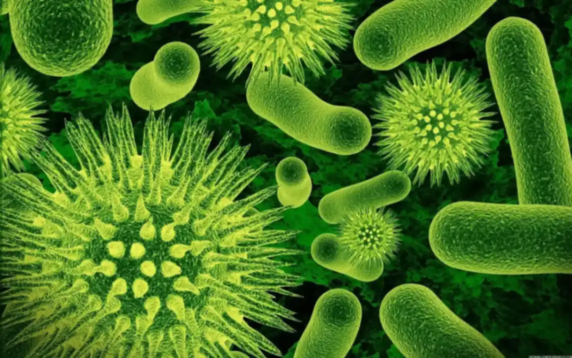 Marburg Virus