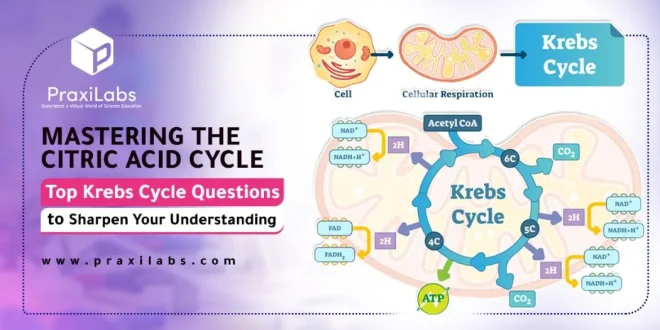 Mastering the Citric Acid Cycle | Top Krebs Cycle Questions to Sharpen Your Understanding