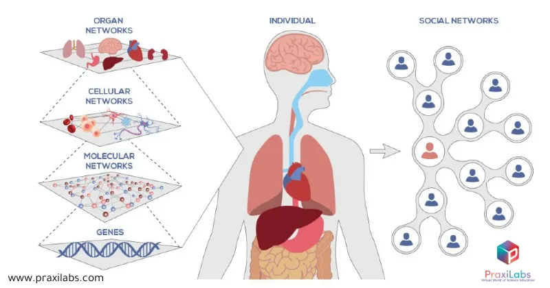 Exploring Biological Systems Through Computational Models