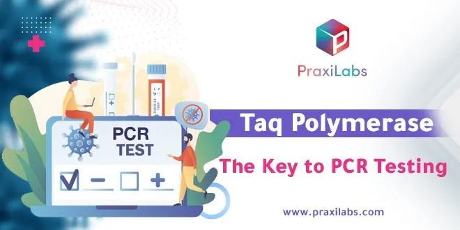 The PCR Test and Taq Polymerase