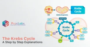 The Krebs Cycle