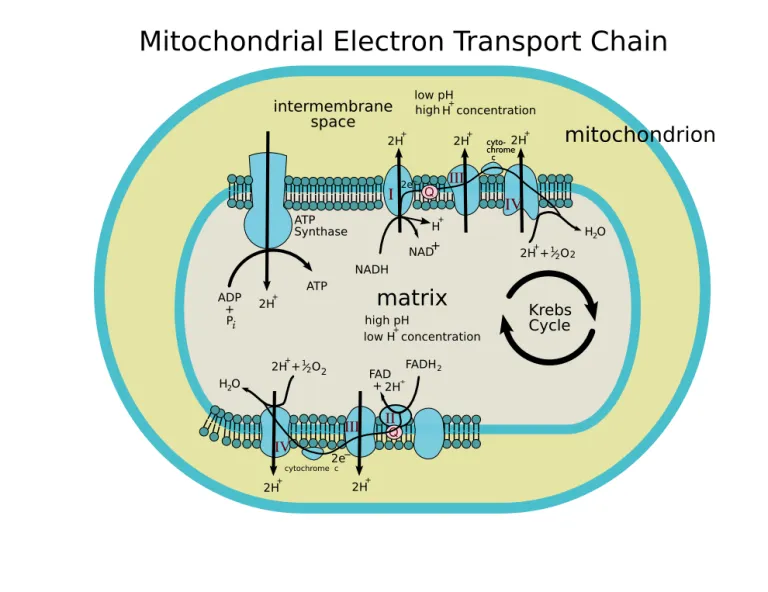 electron transport chain