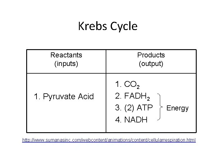 Krebs Cycle Products