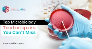 Top 10 Microbiology Techniques You Can't Miss