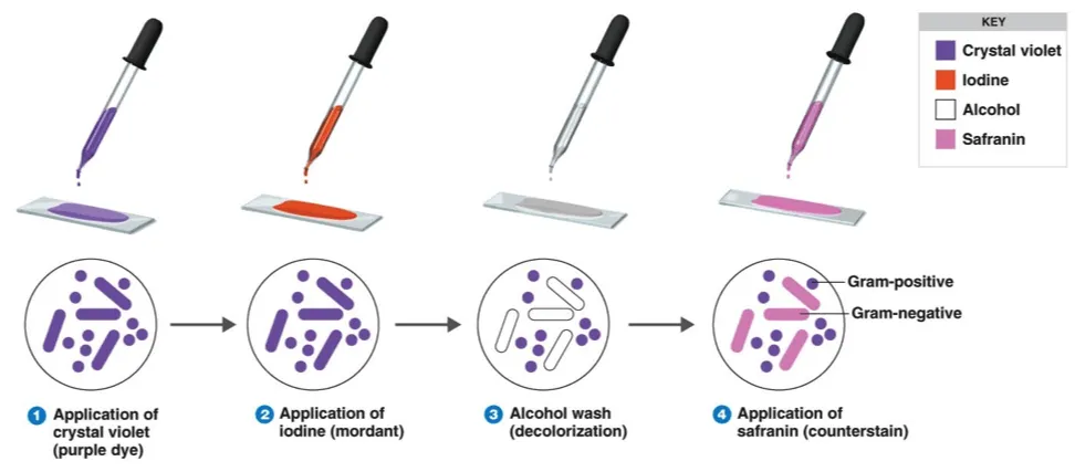 Gram Staining