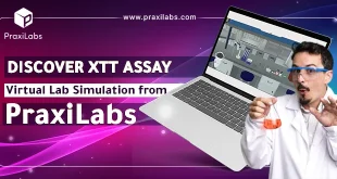 Discover XTT Assay Virtual Lab Simulation from PraxiLabs