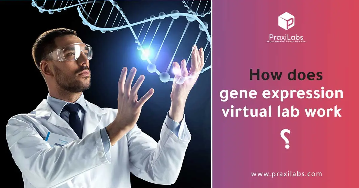 How does gene expression virtual lab work?