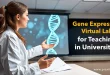 Gene Expression Virtual Lab for Teaching in Universities
