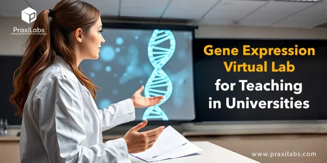 Gene Expression Virtual Lab for Teaching in Universities