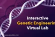 Interactive Genetic Engineering Virtual Lab