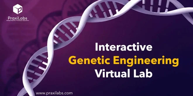 Interactive Genetic Engineering Virtual Lab