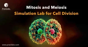 Mitosis and Meiosis Simulation Lab for Cell Division