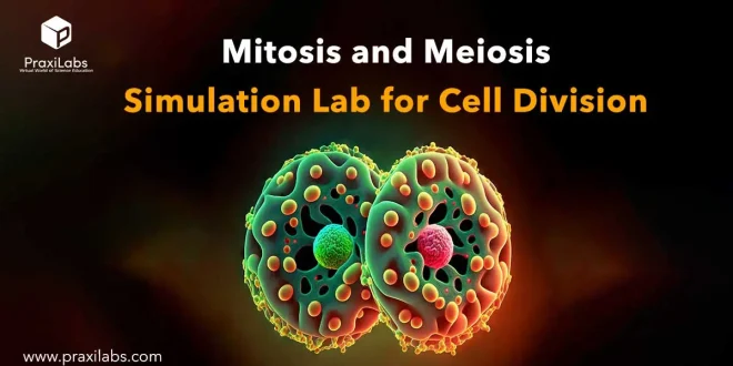 Mitosis and Meiosis Simulation Lab for Cell Division