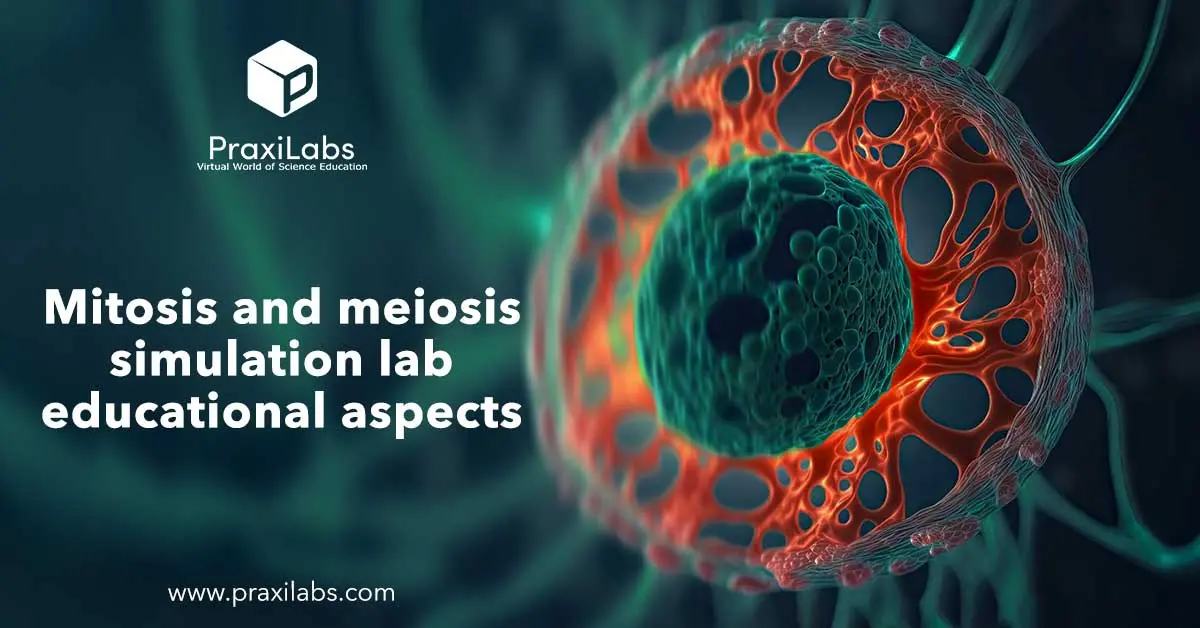 Mitosis and meiosis simulation lab educational aspects