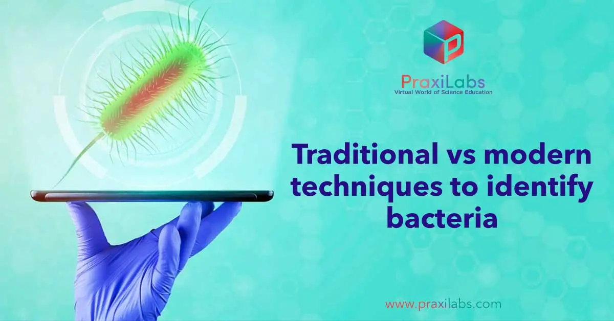 Traditional vs modern techniques to identify bacteria_